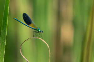 calopteryx xanthostoma calopteryx occitan male calopteryx xanthostoma calopteryx occitan male