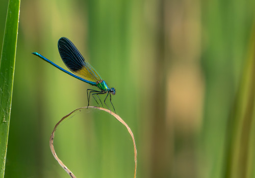 calopteryx xanthostoma   calopteryx occitan male