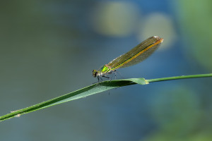 calopteryx xanthostoma le calopteryx occitan femelle calopteryx xanthostoma le calopteryx occitan femelle