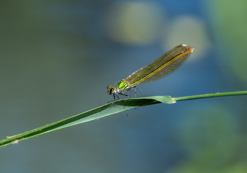 calopteryx xanthostoma  le calopteryx occitan  femelle