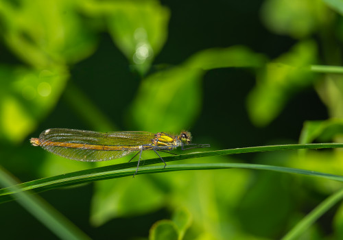 calopteryx xanthostoma  le calopteryx occitan  femelle 10