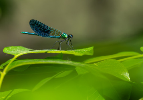calopteryx xanthostoma  le calopteryx occitan  male