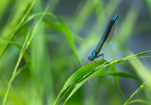 coenagrion puella  l agrion jouvencelle  male