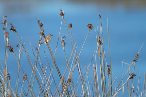 cisticola juncidis cisticole des joncs cisticola juncidis cisticole des joncs
