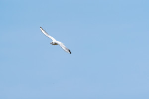 dsc dxo deepprime xd2s dsc dxo deepprime xd2s