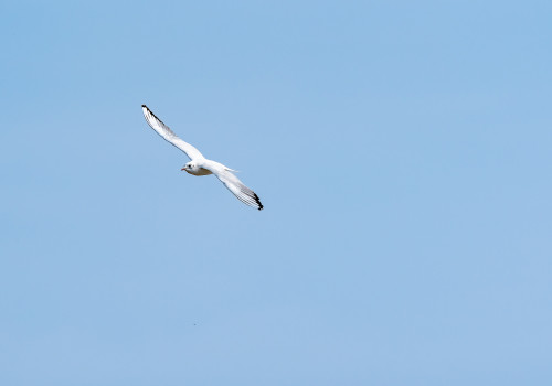 dsc dxo deepprime xd2s