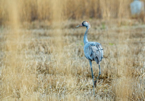 grus grus   grue cendree