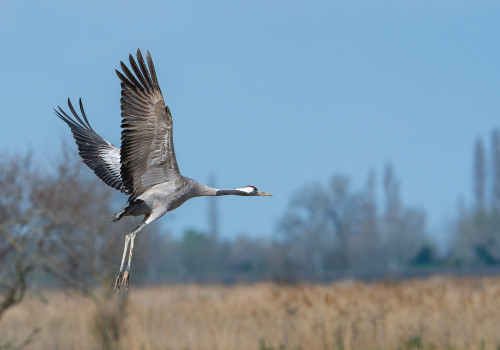 grus grus   grue cendree
