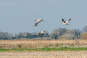 grus grus grue cendree grus grus grue cendree