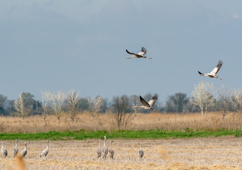 grus grus   grue cendree