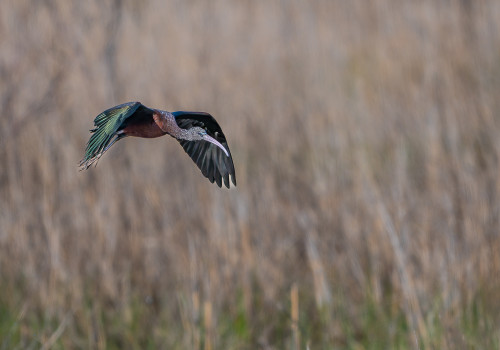 plegadis falcinellus   ibis falcinelle