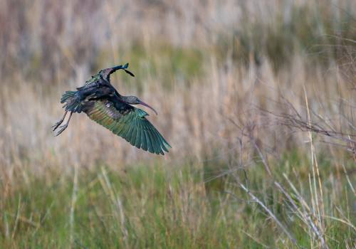 plegadis falcinellus   ibis falcinelle