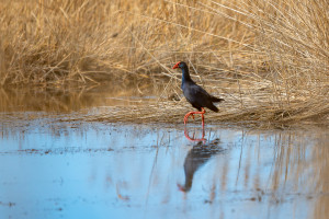 porphyrio porphyrio taleve sultane porphyrio porphyrio taleve sultane