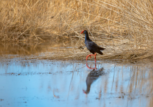 porphyrio porphyrio   taleve sultane