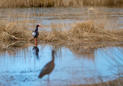 porphyrio porphyrio   taleve sultane