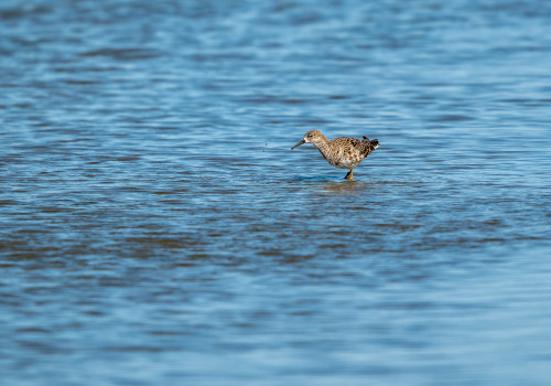 calidris pugnax combattant varie calidris pugnax combattant varie