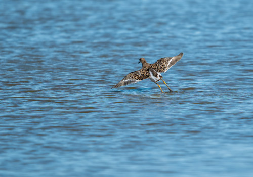 calidris pugnax combattant varie calidris pugnax combattant varie