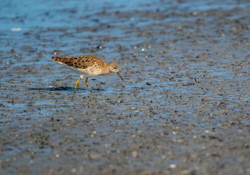calidris pugnax combattant varie calidris pugnax combattant varie