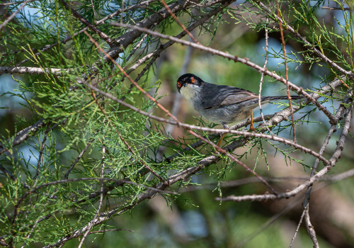 curruca melanocephala fauvette melanocephale curruca melanocephala fauvette melanocephale