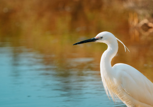 egretta garzetta aigrette garzette 10 egretta garzetta aigrette garzette 10