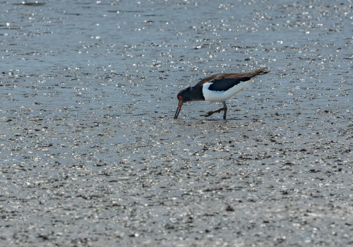 haematopus ostralegus huitrier pie haematopus ostralegus huitrier pie