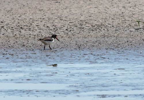haematopus ostralegus huitrier pie haematopus ostralegus huitrier pie