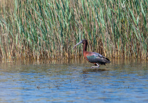 plegadis falcinellus ibis falcinelle plegadis falcinellus ibis falcinelle