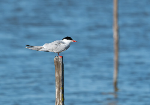 sterna hirundo sterne pierregarin sterna hirundo sterne pierregarin