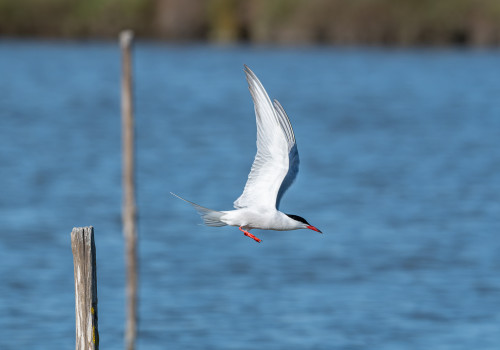 sterna hirundo sterne pierregarin sterna hirundo sterne pierregarin