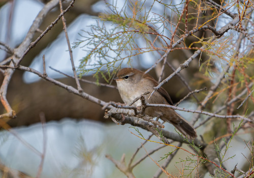 cettia cetti   bouscarle de cetti
