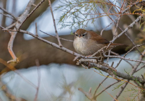 cettia cetti   bouscarle de cetti