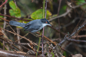 curruca melanocephala fauvette melanocephale curruca melanocephala fauvette melanocephale