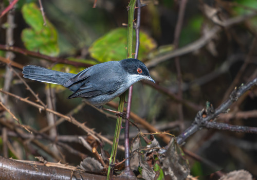 curruca melanocephala   fauvette melanocephale