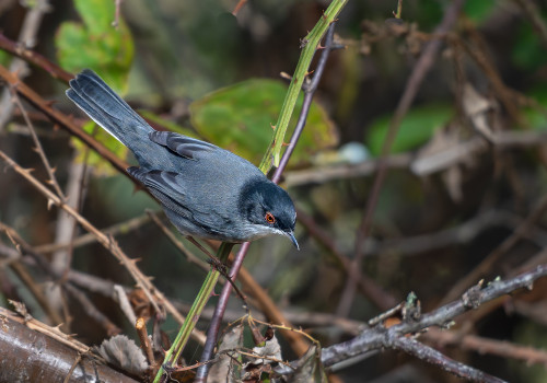 curruca melanocephala   fauvette melanocephale