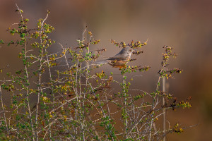 curruca undata fauvette pitchou curruca undata fauvette pitchou