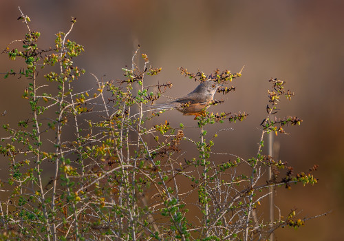 curruca undata   fauvette pitchou