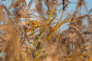 panurus biarmicus panure a moustaches panurus biarmicus panure a moustaches