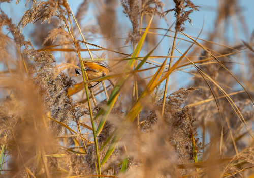 panurus biarmicus   panure a moustaches