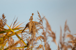 panurus biarmicus panure a moustaches panurus biarmicus panure a moustaches