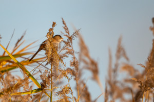 panurus biarmicus panure a moustaches panurus biarmicus panure a moustaches