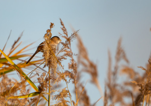 panurus biarmicus   panure a moustaches