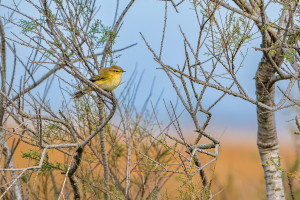 phylloscopus trochilus pouillot fitis phylloscopus trochilus pouillot fitis