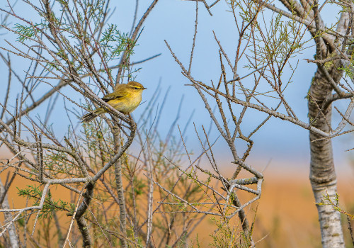 phylloscopus trochilus   pouillot fitis