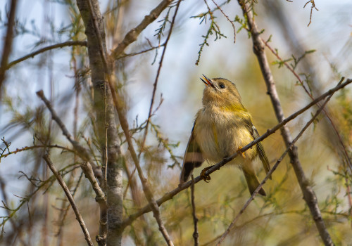 regulus regulus   roitelet huppe