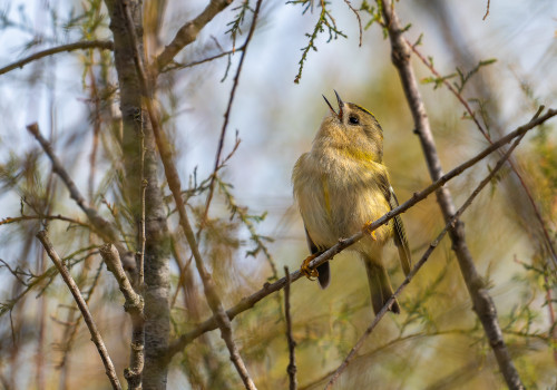 regulus regulus   roitelet huppe