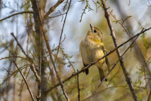 regulus regulus roitelet huppe regulus regulus roitelet huppe