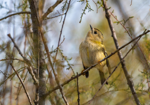 regulus regulus   roitelet huppe