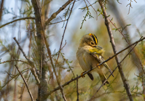 regulus regulus   roitelet huppe