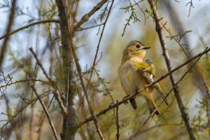 regulus regulus roitelet huppe regulus regulus roitelet huppe