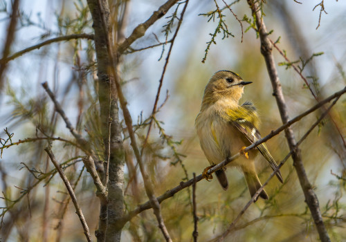 regulus regulus   roitelet huppe